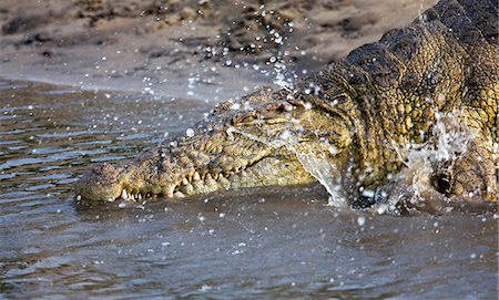 simsearch:862-03438069,k - Tanzanie, Parc National de Katavi. Un gros crocodile du Nil se plonge dans la rivière Katuma. Photographie de stock - Rights-Managed, Code: 862-03355302