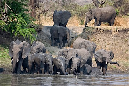simsearch:862-03355309,k - Tanzanie, Parc National de Katavi. Boisson d'éléphants et rafraîchir dans la rivière Katuma. Photographie de stock - Rights-Managed, Code: 862-03355314