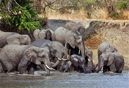 simsearch:862-03355309,k - Tanzanie, Parc National de Katavi. Boisson d'éléphants et rafraîchir dans la rivière Katuma. Photographie de stock - Rights-Managed, Code: 862-03355315