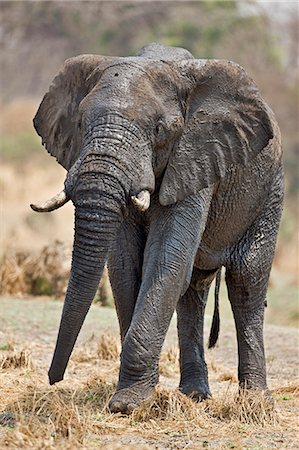 Tanzanie, Parc National de Katavi. Un éléphant incrustée dans la boue de la rivière Katuma. Photographie de stock - Rights-Managed, Code: 862-03355316