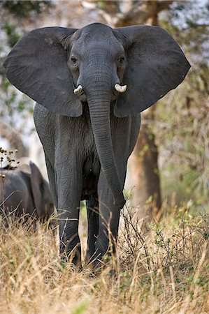 Tanzanie, Parc National de Katavi. Un éléphant affiche l'agression. Photographie de stock - Rights-Managed, Code: 862-03355317