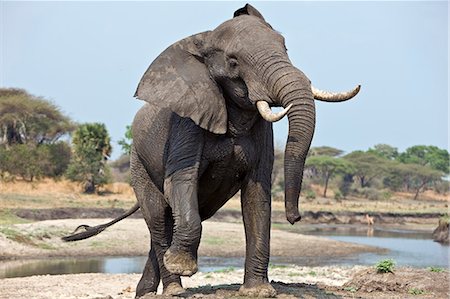 simsearch:862-03355309,k - Tanzanie, Parc National de Katavi. Un éléphant affiche l'agression sur les rives de la rivière Katuma. Photographie de stock - Rights-Managed, Code: 862-03355318