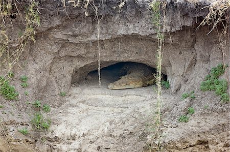 simsearch:862-03355309,k - Tanzanie, Parc National de Katavi. Comme la rivière Katuma s'assèche, crocodiles hibernent dans des grottes le long des berges de la rivière. Photographie de stock - Rights-Managed, Code: 862-03355311