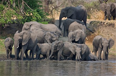 simsearch:862-03355309,k - Tanzanie, Parc National de Katavi. Des boissons un troupeau d'éléphants dans la rivière Katuma. Photographie de stock - Rights-Managed, Code: 862-03355313