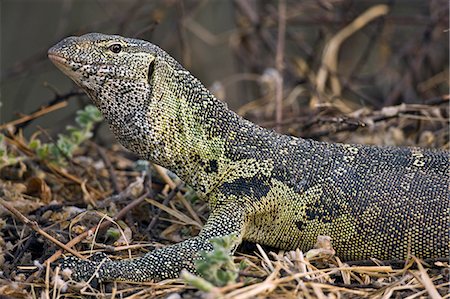 Tanzania,Katavi National Park. A monitor lizard in Katavi National Park. Foto de stock - Con derechos protegidos, Código: 862-03355327