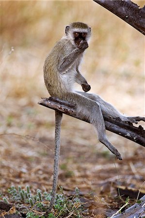 simsearch:862-03355309,k - Tanzanie, Parc National de Katavi. Un singe vervet dans le Parc National de Katavi. Photographie de stock - Rights-Managed, Code: 862-03355328