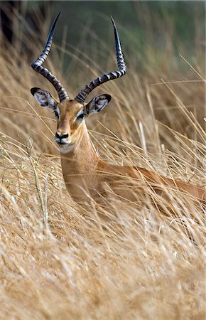 simsearch:862-03355309,k - Tanzanie, Parc National de Katavi. Une antilope impala mâle se déplace à travers les hautes herbes sèches dans le Parc National de Katavi. Photographie de stock - Rights-Managed, Code: 862-03355322