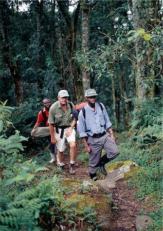 Sur le sentier de la forêt à 8 000 pieds entre les Nyakalungija et le refuge de Nyabitaba. Photographie de stock - Rights-Managed, Code: 862-03355365