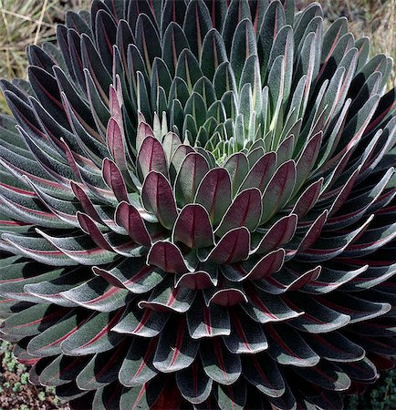 simsearch:862-03808741,k - The perfect symmetry of the leaves of a young lobelia on the edge of the Lower Bigo Bog (11,300 feet). Foto de stock - Direito Controlado, Número: 862-03355368