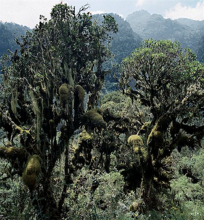 simsearch:862-03808741,k - A combination of altitude,high rainfall and almost constant cloud-cover with drenching mists nourish a prolific and unique plant life in the Rwenzori Mountain Range.This photograph of trees draped with mosses and old man's beard (Usnea) was taken at over 10,000 feet on the trail between Nyabitaba Hut (8,700 feet) and John Matte Hut (11,200 feet). Foto de stock - Direito Controlado, Número: 862-03355385