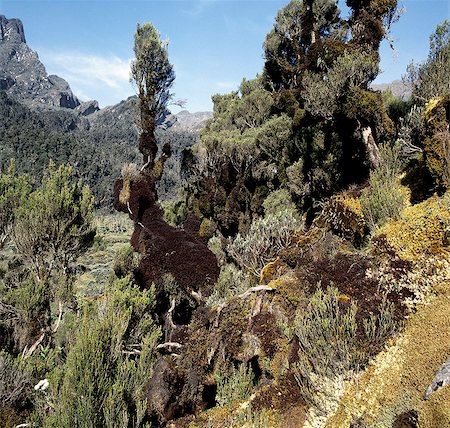 Bruyère d'arbre (Philippia trimera) ornées de mousses et de barbe de vieillard (Usnea) dans la vallée de Mukubu (11 500 pieds). Heather, qui pousse dans les arbres de 30 à 50 pieds de haut, est un exemple du gigantisme d'afro-montagnard unique dans une chaîne de montagnes où le climat varie entre estivales élevées en hiver pendant la journée et congélation pendant la nuit. Photographie de stock - Rights-Managed, Code: 862-03355383