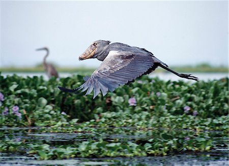 rare - The rare shoebill,or whale-headed stork (balaeniceps rex),lives in papyrus swamps and river marshes,especially in the vicinity of Lake Albert and the Nile. With its massive bill and hook,it is one of nature's most extraordinary-looking birds. Stock Photo - Rights-Managed, Code: 862-03355391