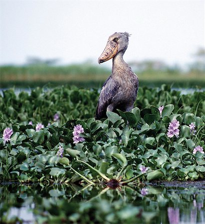 The rare shoebill,or whale-headed stork (balaeniceps rex),lives in papyrus swamps and river marshes,especially in the vicinity of Lake Albert and the Nile. With its massive bill and hook,it is one of nature's most extraordinary-looking birds. Foto de stock - Con derechos protegidos, Código: 862-03355392