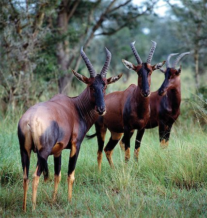 damaliscus korrigum - Antilope topi (Damaliscus lunatus jimela) dans la région d'Ishasha du Queen Elizabeth National Park. Photographie de stock - Rights-Managed, Code: 862-03355405