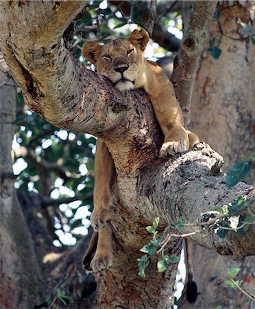 A lioness rests in a fig tree in the Ishasha area of Queen Elizabeth National Park. For years,Ishasha has been renowned for its tree-climbing lions Foto de stock - Con derechos protegidos, Código: 862-03355407