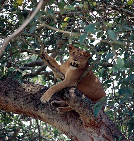 A lioness rests in a fig tree in the Ishasha area of Queen Elizabeth National Park. For years,Ishasha has been renowned for its tree-climbing lions Foto de stock - Con derechos protegidos, Código: 862-03355408