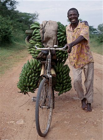 Bananes sont cultivées partout en Ouganda. Initialement originaire de l'Asie du sud-est, il y a maintenant plusieurs variétés de bananiers et bananiers plantain dans la région des grands lacs d'Afrique centrale que n'importe quel autre endroit du monde. Bananes vertes cuits comme les pommes de terre et appelés matoke sont le plat national de l'Ouganda.Agriculteurs les apporter au marché renforcé vélos que lourds jusqu'à cinq grappes à la fois. Photographie de stock - Rights-Managed, Code: 862-03355402