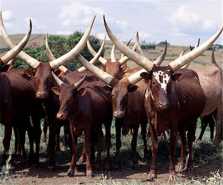 Longues cornes de bovins Ankole sont prisées parmi les gens du sud-ouest de l'Ouganda et le Rwanda. Ils sont une race de taurine africaine avec des origines qui remontent avant l'introduction de bovins dos bossu ou zébu dans la corne de l'Afrique pendant les invasions humaines d'Arabie au septième siècle avant JC. Photographie de stock - Rights-Managed, Code: 862-03355414