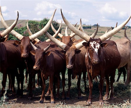 simsearch:862-03363990,k - Longues cornes de bovins Ankole sont prisées parmi les gens du sud-ouest de l'Ouganda et le Rwanda. Ils sont une race de taurine africaine avec des origines qui remontent avant l'introduction de bovins dos bossu ou zébu dans la corne de l'Afrique pendant les invasions humaines d'Arabie au septième siècle avant JC. Photographie de stock - Rights-Managed, Code: 862-03355414