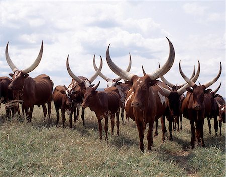 Longues cornes de bovins Ankole sont prisées parmi les gens du sud-ouest de l'Ouganda et le Rwanda. Ils sont une race de taurine africaine avec des origines qui remontent avant l'introduction de bovins dos bossu ou zébu dans la corne de l'Afrique pendant les invasions humaines d'Arabie au septième siècle avant JC. Photographie de stock - Rights-Managed, Code: 862-03355415
