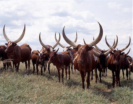 Long-horned Ankole cattle are prized among the people of southwest Uganda and Rwanda. They are an African taurine breed with origins dating back prior to the introduction of humped-back or zebu cattle into the Horn of Africa during the human invasions from Arabia in the seventh century BC. Foto de stock - Con derechos protegidos, Código: 862-03355415