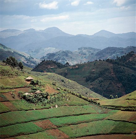 The beautiful hill-country of Southwest Uganda and Rwanda supports one of the highest human population densities in Africa. Consequently,every square inch of this fertile volcanic land is tilled and crudely terraced on steep hill slopes to prevent erosion. Blessed with good rainfall,almost every conceivable crop is grown. Stock Photo - Rights-Managed, Code: 862-03355427