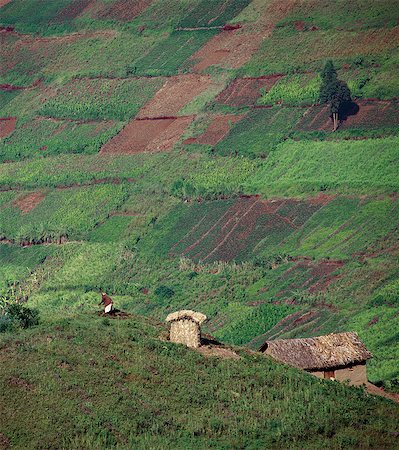 The beautiful hill-country of Southwest Uganda and Rwanda supports one of the highest human population densities in Africa. Consequently,every square inch of this fertile volcanic land is tilled and crudely terraced on steep hill slopes to prevent erosion. Blessed with good rainfall,almost every conceivable crop is grown. Stock Photo - Rights-Managed, Code: 862-03355429