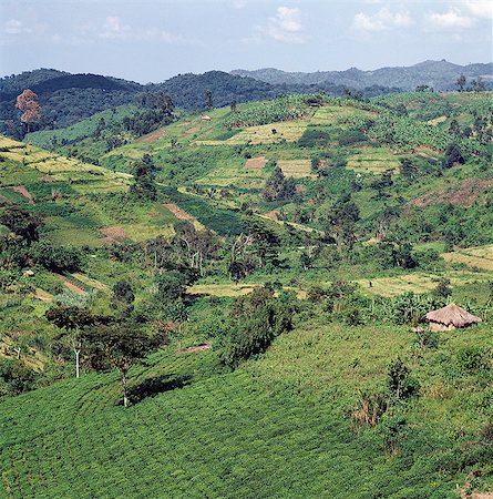 simsearch:862-03366391,k - Une zone densément peuplée, riche agricole entoure la forêt impénétrable de Bwindi. Il est maintenant une des zones de culture du thé plus important de l'Ouganda.La forêt de Bwindi a été menacée par l'empiétement et l'exploitation forestière au cours des soulèvements qui ont eu lieu en Ouganda dans les années 1970 et 1980, mais est maintenant protégé. Photographie de stock - Rights-Managed, Code: 862-03355421