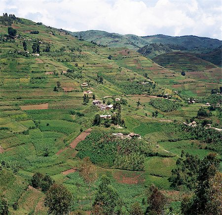 fruchtbar - Le beau pays de colline du sud-ouest de l'Ouganda et le Rwanda abrite l'une des plus fortes densités de population humaine en Afrique. Par conséquent, chaque centimètre carré de cette terre volcanique fertile est labouré et grossièrement en terrasses sur les pentes de la colline escarpée pour prévenir l'érosion. Doté de bonnes pluies, presque chaque culture concevable est cultivé. Photographie de stock - Rights-Managed, Code: 862-03355431