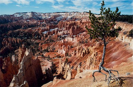 A lone tree stands isolated by erosion on the rim of Bryce Canyon with the bizarre eroded rock formations known as “Hoodoos" in the background Foto de stock - Con derechos protegidos, Código: 862-03355519