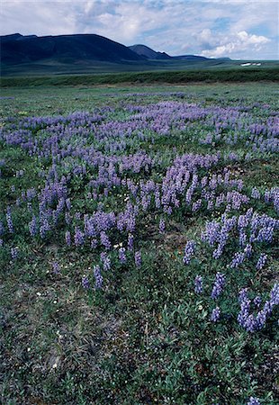 In spring,lupins form carpets of colour across the tundra Arctic Stock Photo - Rights-Managed, Code: 862-03355527