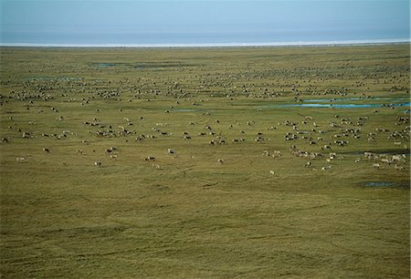 Vastes troupeaux de caribou (Rangifer tarandus) se nourrissent de la toundra et le muskeg du versant nord du Photographie de stock - Rights-Managed, Code: 862-03355534