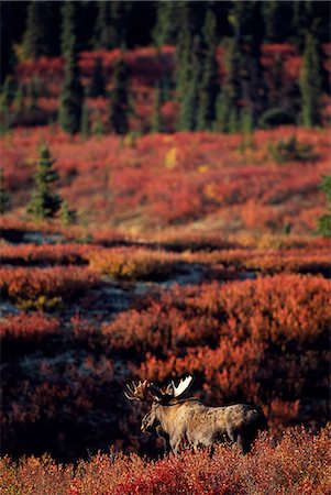 simsearch:862-03437488,k - A bull moose (Alces Alces) in Denali National Park,it is Autumn when the antlers are at their peak. Foto de stock - Con derechos protegidos, Código: 862-03355539