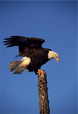 southcentral alaska - A bald eagle (Haliaeetus leucocephalus) perched on a tree stump. The white feather hood gives them the appearence of being bald. Stock Photo - Rights-Managed, Code: 862-03355548