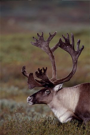 A male,bull,caribou (Rangifer tarandus). Members of the deer family caribou are half the size of moose. Both the male and female caribou grow antlers which are shed each year. It is unique in the deer family for the Caribou females to have antlers. In the Maine Algonquin dialect caribou means 'scraping hooves'. Stock Photo - Rights-Managed, Code: 862-03355550