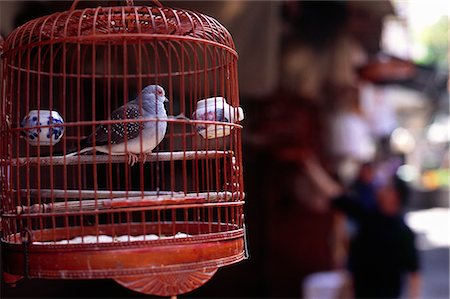 Un des nombreux oiseaux en vente au jardin des oiseaux Yuen Po Street dans le quartier de Mong Kok, Hong Kong. Certains oiseaux est censés être les signes avant-coureurs de la bonne fortune. Photographie de stock - Rights-Managed, Code: 862-03350978