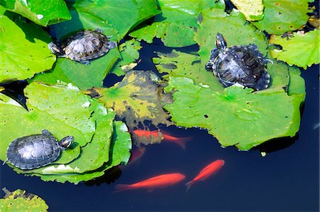 seerosenblatt - Goldfisch-Teich in Wofo Si Temple der Reclining Buddha, Beijing Botanical Gardens, China Stockbilder - Lizenzpflichtiges, Bildnummer: 862-03351135