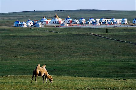 Xilamuren de Chine, Province de Mongolie intérieure des Prairies. Un chameau avec tentes yourte nomade au loin. Photographie de stock - Rights-Managed, Code: 862-03351173