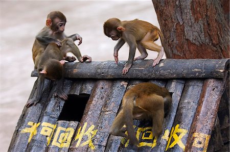 China,Hainan Province,Hainan Island. Monkey Island research park - Macaque monkeys playing in the garbage bins. Foto de stock - Direito Controlado, Número: 862-03351217