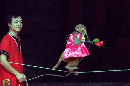 China,Hainan Province,Hainan Island. Monkey Island research park - Macaque monkeys performing in a comedy show. Foto de stock - Direito Controlado, Número: 862-03351218