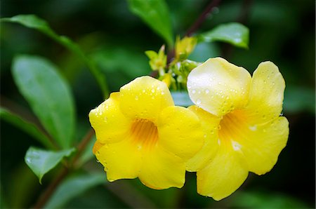 flower in dewdrop - China,Hainan Province,Hainan Island,Sanya City. Nantian Hot Spring Resort - a garden flower. Foto de stock - Con derechos protegidos, Código: 862-03351211