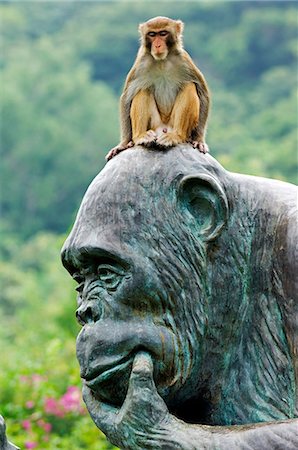 Chine, Province de Hainan, île de Hainan, Monkey Island Research park - une statue de gorille. Photographie de stock - Rights-Managed, Code: 862-03351269