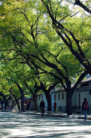 simsearch:862-03289833,k - China,Beijing. A tree lined avenue in a local neighbourhood Hutong area. Fotografie stock - Rights-Managed, Codice: 862-03351337