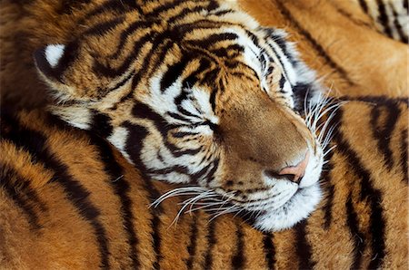 China,Northeast China,Heilongjiang Province,Harbin City,Siberian Tiger Park. A sleeping tiger taking a rest on another tiger. Foto de stock - Direito Controlado, Número: 862-03351657