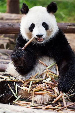 China,Sichuan Province,Chengdu city. Panda eating bamboo shoots at a Panda reserve Unesco World Heritage site. Fotografie stock - Rights-Managed, Codice: 862-03351700