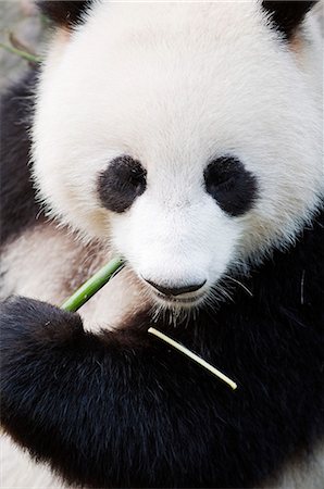 panda bear - Ville de Chengdu, Province du Sichuan, la Chine. Panda mangeant les pousses de bambou à un Panda réserve de site du patrimoine mondial de l'Unesco. Photographie de stock - Rights-Managed, Code: 862-03351701