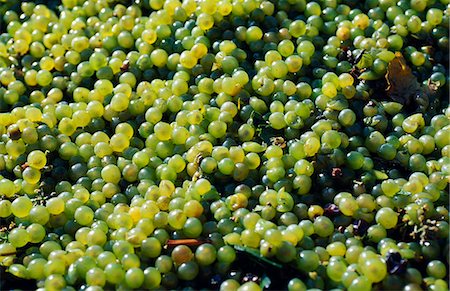 simsearch:862-03352276,k - Chili, vallée de Maipo. Raisins récoltés. Photographie de stock - Rights-Managed, Code: 862-03351996