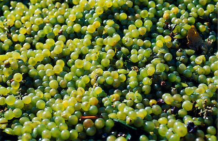 Chile,Maipo Valley. Harvested grapes. Stock Photo - Rights-Managed, Code: 862-03351996