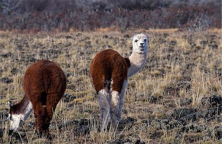 simsearch:625-01753293,k - Alpacas Fotografie stock - Rights-Managed, Codice: 862-03352041