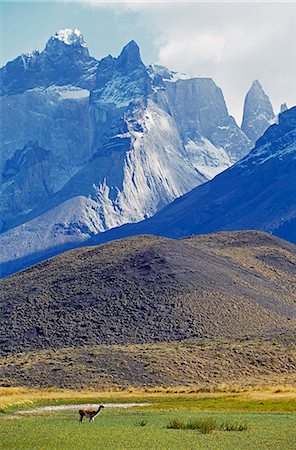 Guanaco feeding in front of Paine Massif,Torres del Paine National Park,Chile Stock Photo - Rights-Managed, Code: 862-03352063
